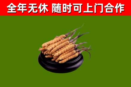 大宁县回收冬虫夏草