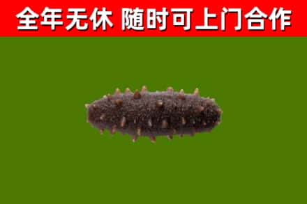 大宁县回收海参干